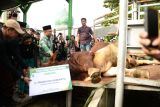 Masjid di Pekanbaru sembelih sapi kurban dari Presiden seberat 950 kg
