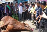 Ponpes Minangkabau Terima Bantuan Sapi Kurban Presiden