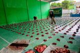 Yafama NW Lombok Timur salurkan 600 paket daging kurban kepada warga