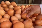 Bapanas: Harga telur ayam Rp29.257/kg, cabai rawit merah Rp51.204/kg