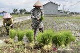 Petani menanam bibit padi di Purbaratu, Kota Tasikmalaya, Jawa Barat, Senin (9/6/2025). Kementerian Pertanian meminta petani tetap menanam padi dan mengoptimalkan sawah tadah hujan dalam menghadapi musim kemarau 2025 untuk mempercepat swasembada pangan nasional. ANTARA FOTO/Adeng Bustomi/agr