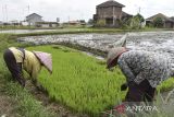 Petani menanam bibit padi di Purbaratu, Kota Tasikmalaya, Jawa Barat, Senin (9/6/2025). Kementerian Pertanian meminta petani tetap menanam padi dan mengoptimalkan sawah tadah hujan dalam menghadapi musim kemarau 2025 untuk mempercepat swasembada pangan nasional. ANTARA FOTO/Adeng Bustomi/agr