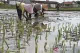Petani menanam bibit padi di Purbaratu, Kota Tasikmalaya, Jawa Barat, Senin (9/6/2025). Kementerian Pertanian meminta petani tetap menanam padi dan mengoptimalkan sawah tadah hujan dalam menghadapi musim kemarau 2025 untuk mempercepat swasembada pangan nasional. ANTARA FOTO/Adeng Bustomi/agr