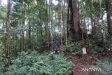 Kemenhut umumkan dua spesies baru Begonia ditemukan di Kalimantan