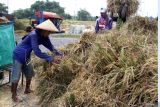 Buruh tani menata padi hasil panen sebelum digiling di Pangkur, Ngawi, Jawa Timur, Selasa (10/6/2025). Dinas Pertanian dan Ketahanan Pangan Provinsi Jawa Timur memprediksi produksi padi Gabah Kering Panen (GKP) pada semester I tahun 2025 atau periode Januari-Juni diperkirakan mencapai 7.529.028 ton atau meningkat sebesar 12,64 persen dibandingkan periode yang sama tahun 2024 lalu yang hanya sebesar 6.684.299 ton seiring meningkatnya luas panen padi seluas 128.111 hektare. Antara Jatim/Ari Bowo Sucipto/um