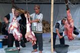Sejumlah panitia Peringatan Hari Besar Islam dari Masjid Al Falah Pontianak memotong daging hewan kurban dalam rangka perayaan Idul Adha 1446 Hijriah di Pontianak, Kalimantan Barat, Sabtu (7/6/2025). Panitia Masjid Al Falah Pontianak menyembelih sapi kurban jenis simental seberat hampir satu ton yang merupakan pemberian dari Presiden Prabowo Subianto, dan selanjutnya dibagikan untuk masyarakat setempat. ANTARA FOTO/Jessica Wuysang/rwa. 
