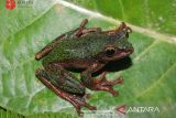 BRIN berhasil identifikasi spesies baru katak pohon endemik Sulawesi dari genus Rhacophorus