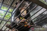 Warga Kota Palangka Raya serahkan seekor Beruang Madu
