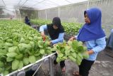 Sejumlah anggota Pemberdayaan Kesejahteraan Keluarga (PKK) memanen sayuran pakcoy yang dibudidayakan menggunakan metode hidroponik di Doko, Kediri, Jawa Timur, Rabu (11/6/2025). Pertanian hidroponik tersebut sebagai upaya mendorong ketahanan pangan yang cocok diaplikasikan di daerah perkotaan dengan luas lahan terbatas dan hasil panen bernilai ekonomis lebih tinggi seperti sayuran pakcoy hidroponik seharga Rp13 ribu per kilogram lebih tinggi harga jualnya dibanding pakcoy biasa seharga Rp9 ribu per kilogram. ANTARA Jatim/Prasetia Fauzani/mas 