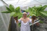 Petugas Penyuluh Lapangan Dinas Pertanian dan Perkebunan Yayuk Anisa memperlihatkan sayuran pakcoy hidroponik di Doko, Kediri, Jawa Timur, Rabu (11/6/2025). Pertanian hidroponik tersebut sebagai upaya mendorong ketahanan pangan yang cocok diaplikasikan di daerah perkotaan dengan luas lahan terbatas dan hasil panen bernilai ekonomis lebih tinggi seperti sayuran pakcoy hidroponik seharga Rp13 ribu per kilogram lebih tinggi harga jualnya dibanding pakcoy biasa seharga Rp9 ribu per kilogram. ANTARA Jatim/Prasetia Fauzani/mas.