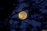 Fenomena bulan purnama penuh stroberi terlihat di langit Malang, Jawa Timur, Kamis (12/6/2025). Nama Supermoon Stroberi berasal dari masyarakat suku asli Amerika Algonquin di AS timur laut dan Kanada Timur yang mengacu pada waktu panen stroberi dan diperkirakan akan terjadi kembali pada tahun 2043. Antara Jatim/Muhammad Mada/um