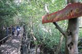 Wisatawan berjalan di antara pohon mangrove di Banyuurip Mangrove Center, Ujungpangkah, Gresik, Jawa Timur, Kamis (12/6/2025). Kawasan ekowisata mangrove dengan luas sekitar 32 hektar yang dikelola Badan Usaha Milik Desa (BumDes) setempat tersebut menjadi salah satu sumber penghasilan bagi desa dan UMKM sekitar. ANTARA Jatim/Rizal Hanafi/mas.
