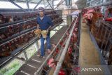 Perangkat desa mengumpulkan telur ayam di kawasan Embung Jangkar desa Sindang, Indramayu, Jawa Barat, Kamis (12/6/2025). Budi daya telur ayam dengan memanfaatkan sumber dari dana desa itu sebagai upaya menciptakan ketahanan pangan dan juga untuk penyediaan keperluan program Makan Bergizi Gratis (MBG). ANTARA FOTO/Dedhez Anggara/agr