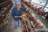 Perangkat desa mengumpulkan telur ayam di kawasan Embung Jangkar Desa Sindang, Indramayu, Jawa Barat, Kamis (12/6/2025). Budi daya telur ayam dengan memanfaatkan sumber dari dana desa itu sebagai upaya menciptakan ketahanan pangan dan juga untuk penyediaan keperluan program Makan Bergizi Gratis (MBG). ANTARA FOTO/Dedhez Anggara/agr