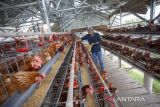 Perangkat desa mengumpulkan telur ayam di kawasan Embung Jangkar desa Sindang, Indramayu, Jawa Barat, Kamis (12/6/2025). Budi daya telur ayam dengan memanfaatkan sumber dari dana desa itu sebagai upaya menciptakan ketahanan pangan dan juga untuk penyediaan keperluan program Makan Bergizi Gratis (MBG). ANTARA FOTO/Dedhez Anggara/agr