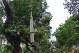 12 pohon tumbang imbas angin kencang di Bandarlampung