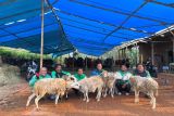 Ratusan ekor kambing dibagikan ke mitra pengemudi Grab