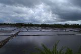 Empat hektare sawah di Sinjai terancam gagal panen karena banjir