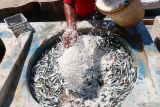 Pekerja menabur garam untuk proses pembuatan ikan asin di Pelabuhan Perikanan Muncar, Banyuwangi, Jawa Timur, Minggu (15/6/2025). Pelaku usaha ikan asin di daerah tersebut mengaku sejak dua bulan terakhir kesulitan mendapatkan bahan baku ikan, karena nelayan sepi tangkapan yang menyebabkan harga ikan melonjak menjadi Rp10 ribu per kilogram dibandingkan pada saat musim ikan kisaran harga Rp6 ribu per kilogram. Antara Jatim/Budi Candra Setya/um