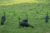 Sejumlah merak hijau (Pavo muticus) mencari makan di Savana Sadengan Taman Nasional Alas Purwo, Banyuwangi, Jawa Timur, Minggu (15/6/2025). Savana ini menjadi habitat alami berbagai satwa liar seperti banteng, rusa dan merak hijau yang dapat diamati langsung oleh wisatawan dari menara pantau. Antara Jatim/Budi Candra Setya/um