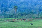 Sejumlah banteng Jawa (Bos javanicus) merumput di Savana Sadengan Taman Nasional Alas Purwo, Banyuwangi, Jawa Timur, Minggu (15/6/2025). Savana ini menjadi habitat alami berbagai satwa liar seperti banteng, rusa dan merak hijau yang dapat diamati langsung oleh wisatawan dari menara pantau. Antara Jatim/Budi Candra Setya/um
