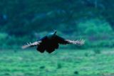 Merak hijau (Pavo muticus) terbang kembali ke sarangnya di Savana Sadengan Taman Nasional Alas Purwo, Banyuwangi, Jawa Timur, Minggu (15/6/2025). Savana ini menjadi habitat alami berbagai satwa liar seperti banteng, rusa dan merak hijau yang dapat diamati langsung oleh wisatawan dari menara pantau. Antara Jatim/Budi Candra Setya/um