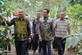 Kementerian Pertanian dukung pengembangan kopi Merapi