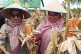 Perkebunan sawit di Kotim berkontribusi besar pasok jagung ke Bulog