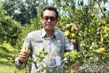 Pemkab Batang kembangkan  BBP Clapar jadi agroeduwisata