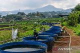Pekerja memberi pakan ikan nila (Oreochromis niloticus) di Sekemala Integrated Farm (Sein Farm), Bandung, Jawa Barat, Senin (16/6/2025). Pemerintah Kota Bandung membudidayakan ikan nila menggunakan green water system untuk menjaga kestabilan lingkungan budi daya saat musim kemarau dan setelah panen akan di bagikan kepada kelompok Buruan SAE (sehat, alami, ekonomis) yang ada di Kota Bandung guna mewujudkan ketahanan pangan dari sektor perikanan. ANTARA FOTO/Raisan Al Farisi/agr