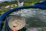Pekerja menunjukan ikan nila (Oreochromis Niloticus) di Sekemala Integrated Farm (Sein Farm), Bandung, Jawa Barat, Senin (16/6/2025). Pemerintah Kota Bandung membudidayakan ikan nila menggunakan green water system untuk menjaga kestabilan lingkungan budi daya saat musim kemarau dan setelah panen akan di bagikan kepada kelompok Buruan SAE (sehat, alami, ekonomis) yang ada di Kota Bandung guna mewujudkan ketahanan pangan dari sektor perikanan. ANTARA FOTO/Raisan Al Farisi/agr