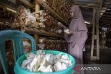 Pengurus BUMdes Kahuripan memanen jamur tiram yang dibudidaya dengan pola tanam baglog di Desa Malang Semirang, Jatibarang, Indramayu, Jawa Barat, Senin (16/6/2025). Budi daya jamur tiram yang dikelola BUMdes itu dapat dipanen hingga 1,5 ton dalam kurun waktu satu bulan dengan harga Rp13 ribu-Rp15 ribu per kilogram. ANTARA FOTO/Dedhez Anggara/agr