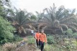 Tim Pencarian dan Pertolongan gabungan di Provinsi Kepulauan Bangka Belitung melakukan pencarian terhadap seorang pemuda berkebutuhan khusus yang diduga hilang di tengah perkebunan kelapa sawit di Desa Ibul, Kabupaten Bangka Barat, Senin (16/6/2025). Diketahui pemuda bernama Jailani (19) pergi meninggalkan rumah untuk menyusul orang tuanya ke perkebunan kelapa sawit, sejak Sabtu (14/6/2025). ANTARA/HO-Humas Kantor SAR Pangkalpinang.