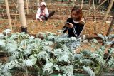 Seorang pekerja melakukan pengontrolan pertumbuhan tanaman melalui komputer dan gawai di kebun sayuran kale (Brassica oleracea) milik Pusat Pelatihan Pertanian dan Pedesaan Swadaya (P4S) Bumiaji Sejahtera, Kota Batu, Jawa Timur, Senin (16/6/2025). Petani sayur setempat memanfaatkan inovasi berbasis Internet of Things (IoT) untuk menyiram tanaman, memantau kesuburan tanah, dan menentukan masa panen secara presisi sehingga  produktivitas hasil panen lebih optimal yakni sebanyak 10 kilogram per minggu yang kemudian dipasarkan ke toko ritel modern dengan harga Rp10.000 per ons. ANTARA Jatim/Ari Bowo Sucipto/mas.