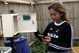 Pekerja melakukan pengecekan terhadap sirkuit elektronik berteknologi Internet Of Things (IoT) melalui gawai di kebun sayuran kale (Brassica oleracea) milik Pusat Pelatihan Pertanian dan Pedesaan Swadaya (P4S) Bumiaji Sejahtera, Kota Batu, Jawa Timur, Senin (16/6/2025). Petani sayur setempat memanfaatkan inovasi berbasis IoT untuk menyiram tanaman, memantau kesuburan tanah, dan menentukan masa panen secara presisi sehingga  produktivitas hasil panen lebih optimal yakni sebanyak 10 kilogram per minggu yang kemudian dipasarkan ke toko ritel modern dengan harga Rp10.000 per ons. ANTARA Jatim/Ari Bowo Sucipto/mas.