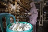 Pengurus BUMdes Kahuripan membawa jamur tiram hasil panen yang dibudidaya dengan pola tanam baglog di Desa Malang Semirang, Jatibarang, Indramayu, Jawa Barat, Senin (16/6/2025). Budi daya jamur tiram yang dikelola BUMdes itu dapat dipanen hingga 1,5 ton dalam kurun waktu satu bulan dengan harga Rp13 ribu-Rp15 ribu per kilogram. ANTARA FOTO/Dedhez Anggara/foc.