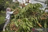 Pengunjung memetik buah lengkeng di Kebun Buah Alam Segar, Cipatat, Kabupaten Bandung Barat, Jawa Barat, Selasa (17/6/2025). Kebun buah seluas 57 hektare tersebut memiliki berbagai jenis pohon buah seperti lengkeng, durian, rambutan, jambu kristal, sawo dan kelapa yang dikelola dengan konsep agrowisata serta sarana edukasi tanaman pangan sehingga pengunjung dapat memetik buah secara mandiri dengan harga Rp10 ribu sampai Rp300 ribu per kilogram tergantung dari jenis buah. ANTARA FOTO/Abdan Syakura/agr
