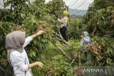Pengunjung memetik buah lengkeng di Kebun Buah Alam Segar, Cipatat, Kabupaten Bandung Barat, Jawa Barat, Selasa (17/6/2025). Kebun buah seluas 57 hektare tersebut memiliki berbagai jenis pohon buah seperti lengkeng, durian, rambutan, jambu kristal, sawo dan kelapa yang dikelola dengan konsep agrowisata serta sarana edukasi tanaman pangan sehingga pengunjung dapat memetik buah secara mandiri dengan harga Rp10 ribu sampai Rp300 ribu per kilogram tergantung dari jenis buah. ANTARA FOTO/Abdan Syakura/agr
