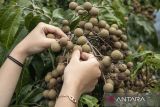 Pengunjung memetik buah lengkeng di Kebun Buah Alam Segar, Cipatat, Kabupaten Bandung Barat, Jawa Barat, Selasa (17/6/2025). Kebun buah seluas 57 hektare tersebut memiliki berbagai jenis pohon buah seperti lengkeng, durian, rambutan, jambu kristal, sawo dan kelapa yang dikelola dengan konsep agrowisata serta sarana edukasi tanaman pangan sehingga pengunjung dapat memetik buah secara mandiri dengan harga Rp10 ribu sampai Rp300 ribu per kilogram tergantung dari jenis buah. ANTARA FOTO/Abdan Syakura/agr
