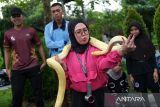 Seorang warga memegang seekor ular piton (Python reticulatus) milik anggota Komunitas Independent Exotic Pet di area Car Free Day Pontianak, Kalimantan Barat, Minggu (15/6/2025). Komunitas tersebut memperkenalkan berbagai satwa eksotis seperti ular, sugar glider, musang akar dan iguana di ruang publik sebagai sarana edukasi kepada masyarakat. ANTARA FOTO/Jessica Wuysang