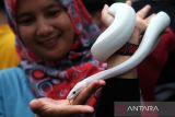 Seorang warga memegang seekor ular piton (Python reticulatus) milik anggota Komunitas Independent Exotic Pet di area Car Free Day di Pontianak, Kalimantan Barat, Minggu (15/6/2025). Komunitas tersebut memperkenalkan berbagai satwa eksotis seperti ular, sugar glider, musang akar dan iguana di ruang publik sebagai sarana edukasi kepada masyarakat. ANTARA FOTO/Jessica Wuysang