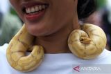 Seekor ular piton bola atau ball python (Python regius) dikalungkan di leher warga dalam eksibisi Komunitas Independent Exotic Pet di area Car Free Day Pontianak, Kalimantan Barat, Minggu (15/6/2025). Komunitas tersebut memperkenalkan berbagai satwa eksotis seperti ular, sugar glider, musang akar dan iguana di ruang publik sebagai sarana edukasi kepada masyarakat. ANTARA FOTO/Jessica Wuysang