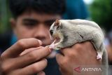 Seorang anggota Komunitas Independent Exotic Pet memberi makan seekor sugar glider (Petaurus breviceps) di area Car Free Day Pontianak, Kalimantan Barat, Minggu (15/6/2025). Komunitas tersebut memperkenalkan berbagai satwa eksotis seperti ular, sugar glider, musang akar dan iguana di ruang publik sebagai sarana edukasi kepada masyarakat. ANTARA FOTO/Jessica Wuysang