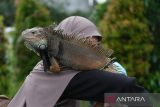 Seekor iguana (Iguana iguana) milik anggota Komunitas Independent Exotic Pet bertengger di bahu seorang warga di area Car Free Day Pontianak, Kalimantan Barat, Minggu (15/6/2025). Komunitas tersebut memperkenalkan berbagai satwa eksotis seperti ular, sugar glider, musang akar dan iguana di ruang publik sebagai sarana edukasi kepada masyarakat. ANTARA FOTO/Jessica Wuysang