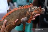Seorang warga memegang seekor iguana (Iguana iguana) milik anggota Komunitas Independent Exotic Pet di area Car Free Day Pontianak, Kalimantan Barat, Minggu (15/6/2025). Komunitas tersebut memperkenalkan berbagai satwa eksotis seperti ular, sugar glider, musang akar dan iguana di ruang publik sebagai sarana edukasi kepada masyarakat. ANTARA FOTO/Jessica Wuysang