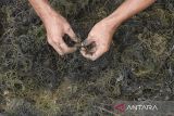 Petani membersihkan rumput laut jenis Gracilaria Sp dari kerang hijau usai dipanen di area tambak Desa Lontar, Tirtayasa, Kabupaten Serang, Banten, Rabu (18/6/2025). Kementerian Kelautan dan Perikanan mengungkapkan bahwa rumput laut yang saat ini merupakan salah satu komoditas unggulan Indonesia telah berkontribusi sekitar 38 persen terhadap pasokan global, di mana sebagian besarnya dibudidayakan oleh pembudidaya skala kecil di wilayah pesisir yang masih mengandalkan metode tradisional. ANTARA FOTO/Angga Budhiyanto/gp