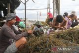 Petani menyiapkan bibit rumput laut jenis Eucheuma cottonii di Desa Lontar, Tirtayasa, Kabupaten Serang, Banten, Rabu (18/6/2025). Kementerian Kelautan dan Perikanan mengungkapkan bahwa rumput laut yang saat ini merupakan salah satu komoditas unggulan Indonesia telah berkontribusi sekitar 38 persen terhadap pasokan global, di mana sebagian besarnya dibudidayakan oleh pembudidaya skala kecil di wilayah pesisir yang masih mengandalkan metode tradisional. ANTARA FOTO/Angga Budhiyanto/gp