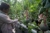 Santri memanen buah melon varietas Golden Aroma yang dibudidayakan secara mandiri dengan menggunakan metode hidroponik di Green House Pondok Pesantren Progresif Bumi Shalawat Sidoarjo, Jawa Timur, Rabu (18/6/2025). Kegiatan tersebut selain untuk memenuhi kebutuhan pangan internal pesantren, juga untuk melatih santri dalam bidang agrikultur modern yang berorientasi bisnis. Antara Jatim/Umarul Faruq