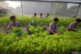 Guru membimbing santri memanen sayuran yang dibudidayakan secara mandiri dengan menggunakan metode hidroponik di Green House Pondok Pesantren Progresif Bumi Shalawat Sidoarjo, Jawa Timur, Rabu (18/6/2025). Kegiatan tersebut selain untuk memenuhi kebutuhan pangan internal pesantren, juga untuk melatih santri dalam bidang agrikultur modern yang berorientasi bisnis. Antara Jatim/Umarul Faruq