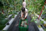 Santri memanen buah melon varietas Golden Aroma yang dibudidayakan secara mandiri dengan menggunakan metode hidroponik di Green House Pondok Pesantren Progresif Bumi Shalawat Sidoarjo, Jawa Timur, Rabu (18/6/2025). Kegiatan tersebut selain untuk memenuhi kebutuhan pangan internal pesantren, juga untuk melatih santri dalam bidang agrikultur modern yang berorientasi bisnis. Antara Jatim/Umarul Faruq